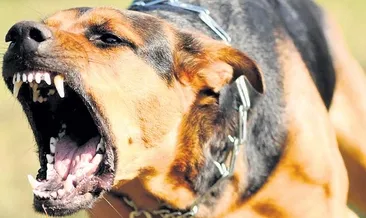 Köpekler sıcakta saldırganlaşıyor