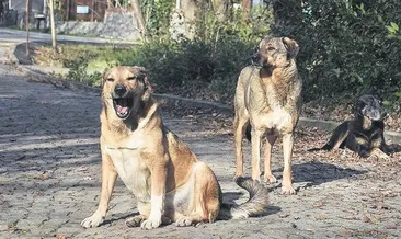 Uyutma sınırlı tutulacak