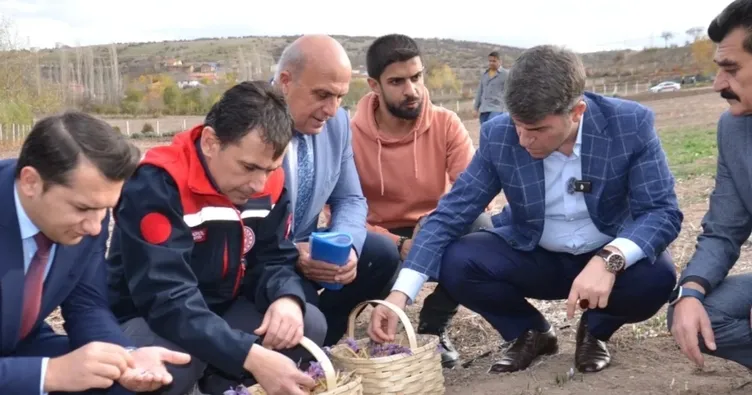 Kilosu 500 bin TL: Amasya’da yetişiyor...