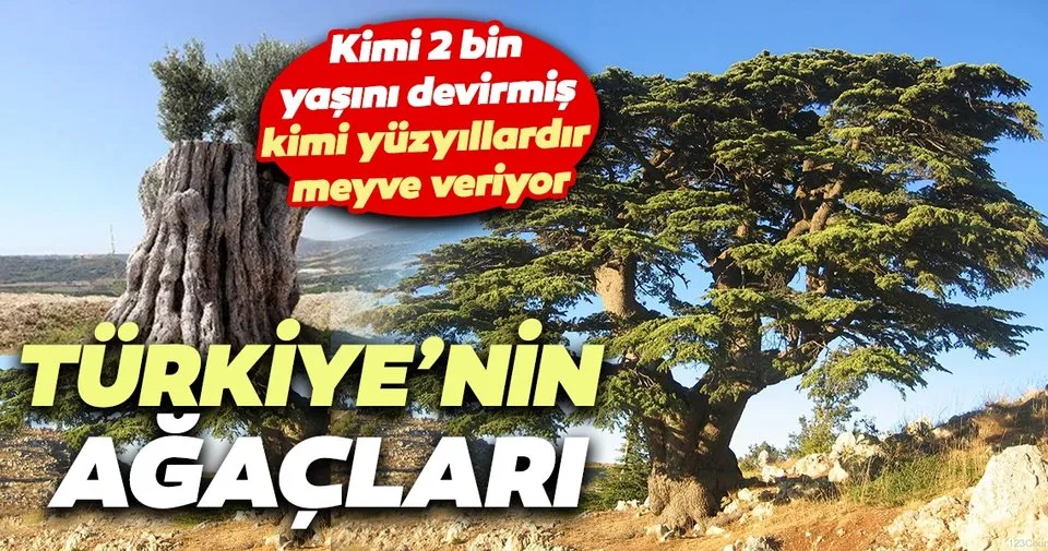 sabah