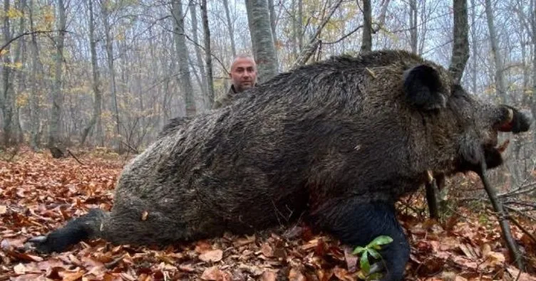Tokat’ta avlandı: 459 kiloluk domuz şoke etti!