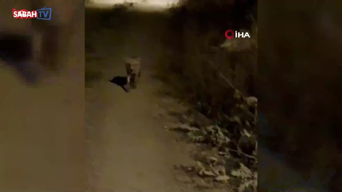 Bayburtlu vatandaşın ürkek tilkiyle imtihanı kamerada | Video