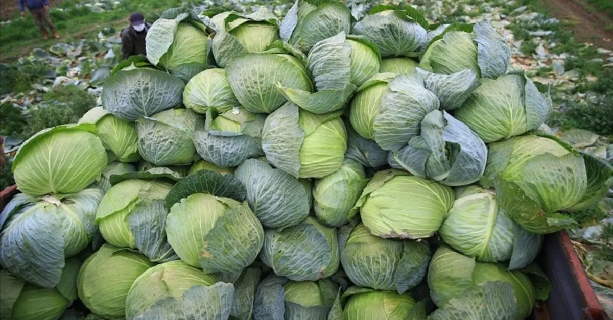 Muş'ta lahanadan 90 milyon TL gelir bekleniyor musta lahana uretiminden 35 milyon lira gelir bekleniyor 1664523264340