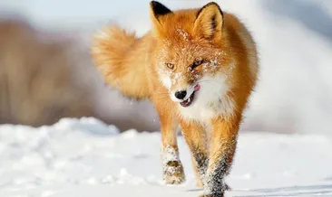 Rüyada tilki görmek ne anlama gelir?