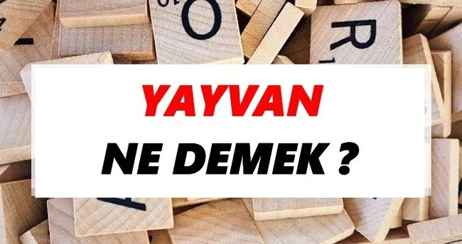 Yayvan Ne Demek? TDK’ya Göre Yayvan Sözlük Anlamı Nedir?