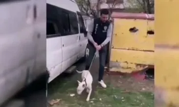 Ankara’da 420 bin TL değerindeki Şampiyon köpek çalındı: Nadir bulunan cinsin temsilcisiydi #ankara
