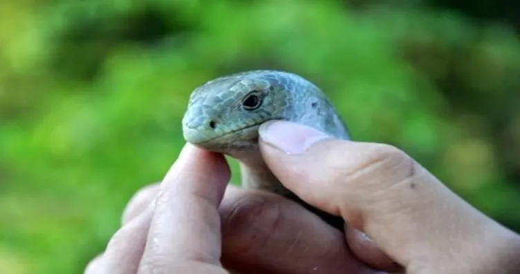 sabah