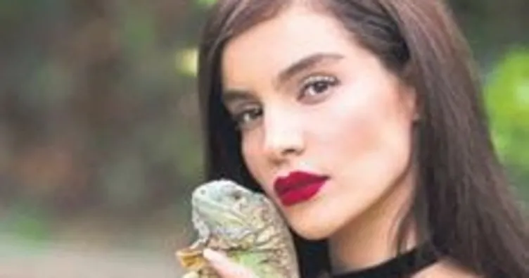 İranlı İzabella iguana hay
