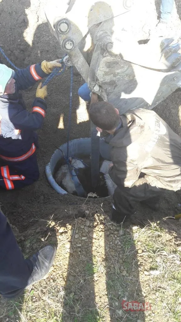 Silivri’de rögara düşen danayı bakın nasıl kurtardılar