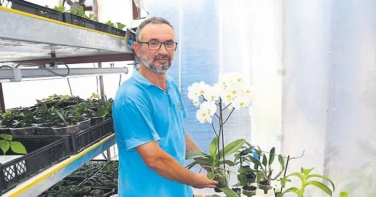 Laboratuvarda orkide üretmeyi başardılar