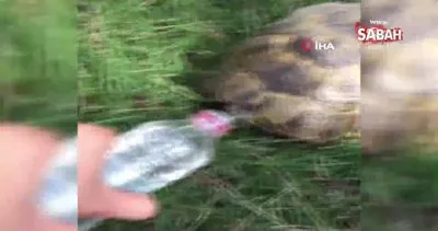 Sıcaktan bunalan kaplumbağaya pet şişeden böyle su içirdi