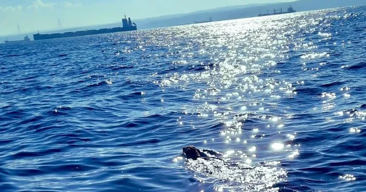 Kıyı Emniyeti denizde boğulma tehlikesi geçiren köpeği kurtardı