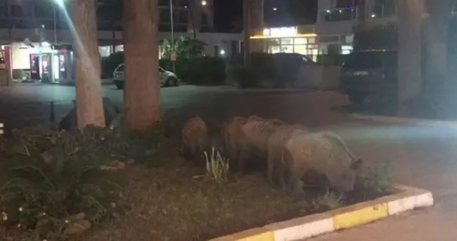 Aç kalan domuz sürüsü şehre indi