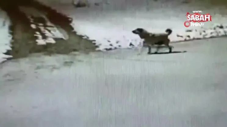 İlçe merkezine inen aç kurtlar, köpeği boğdu