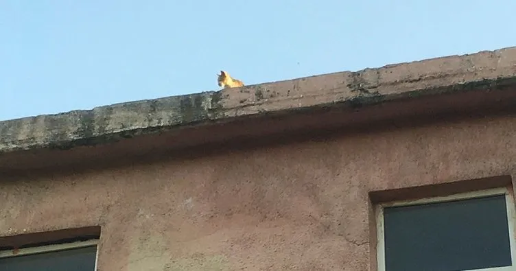 Kuşları avlamak için çatıya çıkan kedi mahsur kaldı