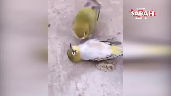 'Ölen eşinin acısına dayanamayan kuş öldü' iddiası!