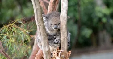Koala neslini tükenmekten kurtaracak sağlıklı türler bulundu