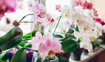 Uzun süredir çiçek vermeyen orkideleri coşturuyor! İşte orkidelere çiçek açtıran en etkili yöntem