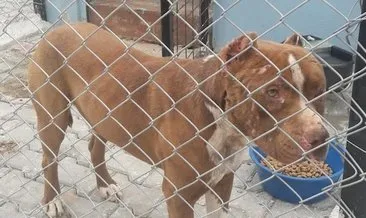 Doğa Koruma, Çanakkale’deki köpekleri korumaya aldı