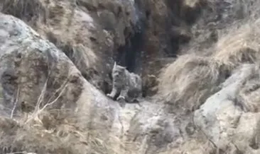 Kırmızı listede yer alıyor, yok böyle kamuflaj #tunceli