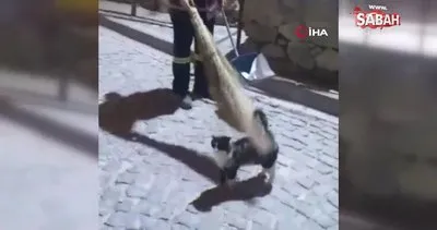 Elazığ’da temizlik görevlisiyle sokak kedisi arasındaki dostluk yüzleri gülümsetti