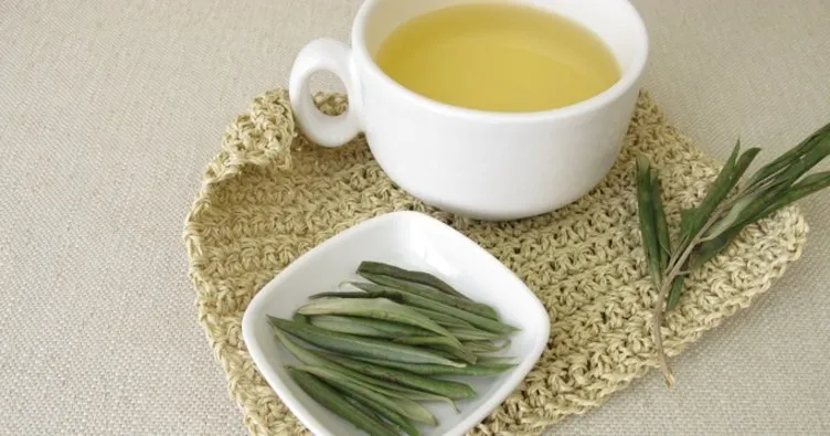 Zeytin Yaprağı Çayı Nasıl Yapılır? Taze Zeytin Yaprağı Çayı Nasıl Demlenir Ve Faydaları Nelerdir?
