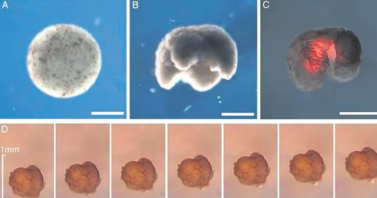 Dünyanın ilk canlı robotu üretildi