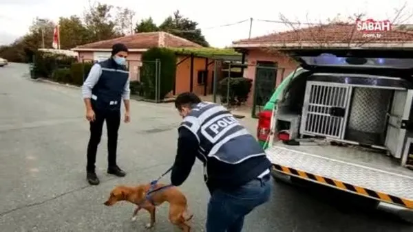 Skandal paylaşımların ardından gözaltına alındı, köpek barınağa teslim edildi | Video