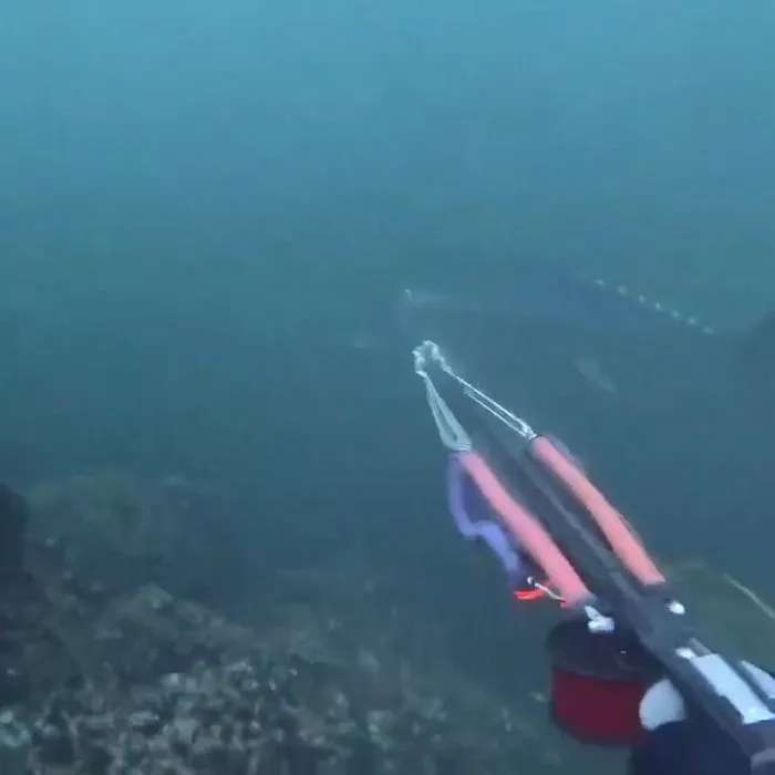 Dalgıçlar denizde zıpkınla avladı: Tam 320 kilo değeri ise…