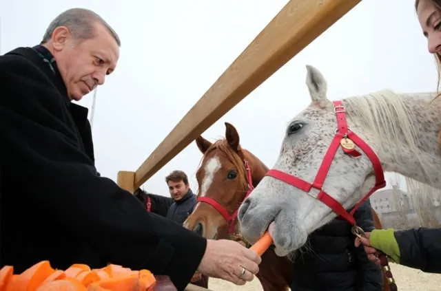 Erdoğan atları elleriyle besledi