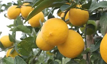Hasat öncesi limon üreticilerini sevindiren karar