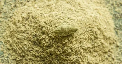 Bu besin vücudu temizliyor!