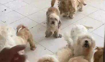 Aynı evde 20 köpeğe bakan kadına 830 bin lira ceza kesildi #izmir