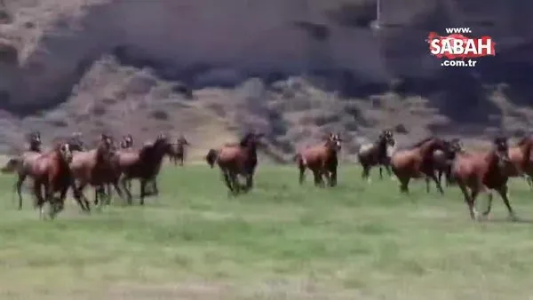 Malatya'da işletmeden kaçan yarış atları otoyola yola girdi... 3 yarış atı telef oldu!