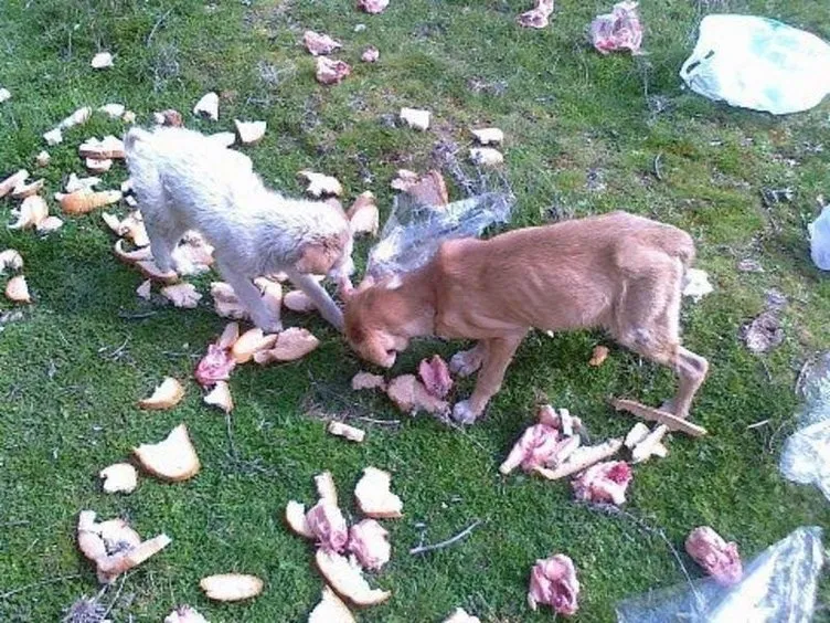 Aç bırakılan köpekler birbirlerini yedi