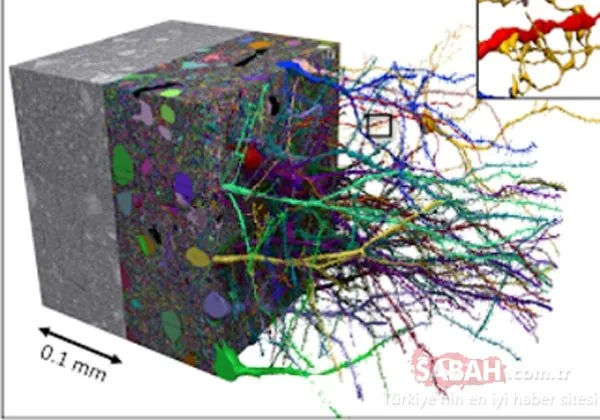 Google insan beyninin haritasını ortaya çıkardı