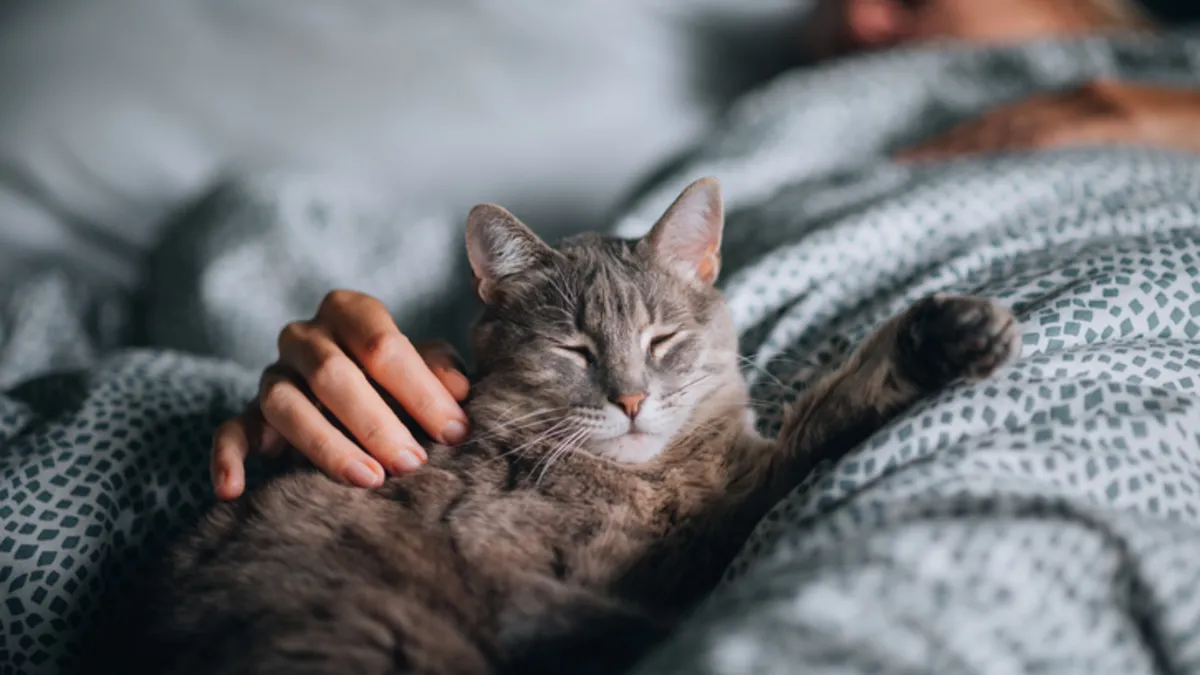 Kediniz meğer bu yüzden sizinle birlikte uyuyormuş!