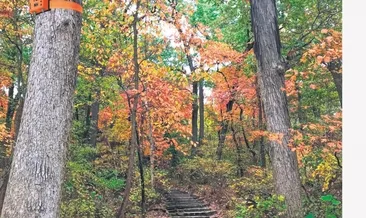 ‘Kozalak’ yangın haberini verecek