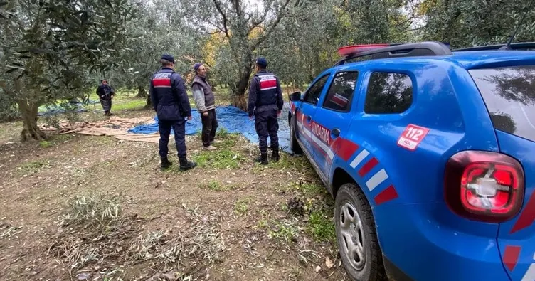 Zeytin hırsızlarına kameralı önlem