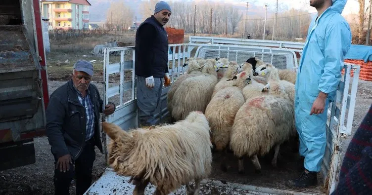 Tunceli’de 16 üreticiye 400 koyun dağıtıldı