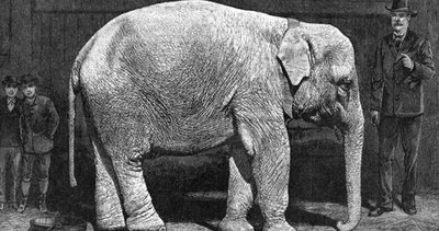 İlk kez idam cezasına çarptırılan fillerin ilginç hikayesi: Fil Mary ve Fil Topsy