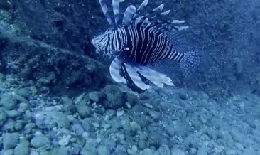 Marmara Denizi’nde ’yabancı tür’ tehlikesi