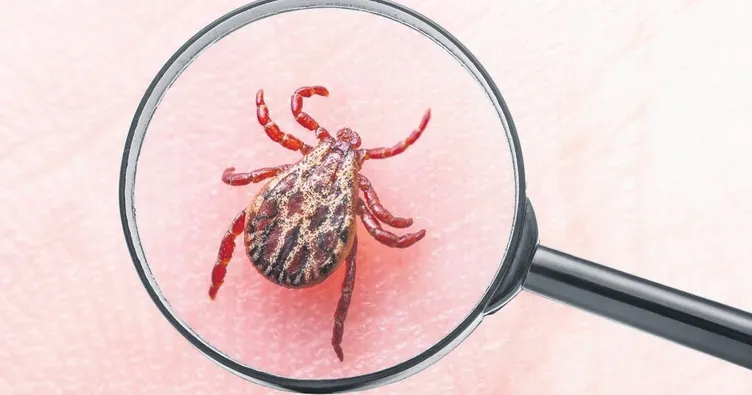 Sıcaklar kene korkusunu artırdı