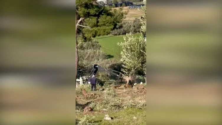 SABAH ortaya çıkarmıştı! Zeytin ağacı katliamında şok görüntüler: İş makinesiyle...