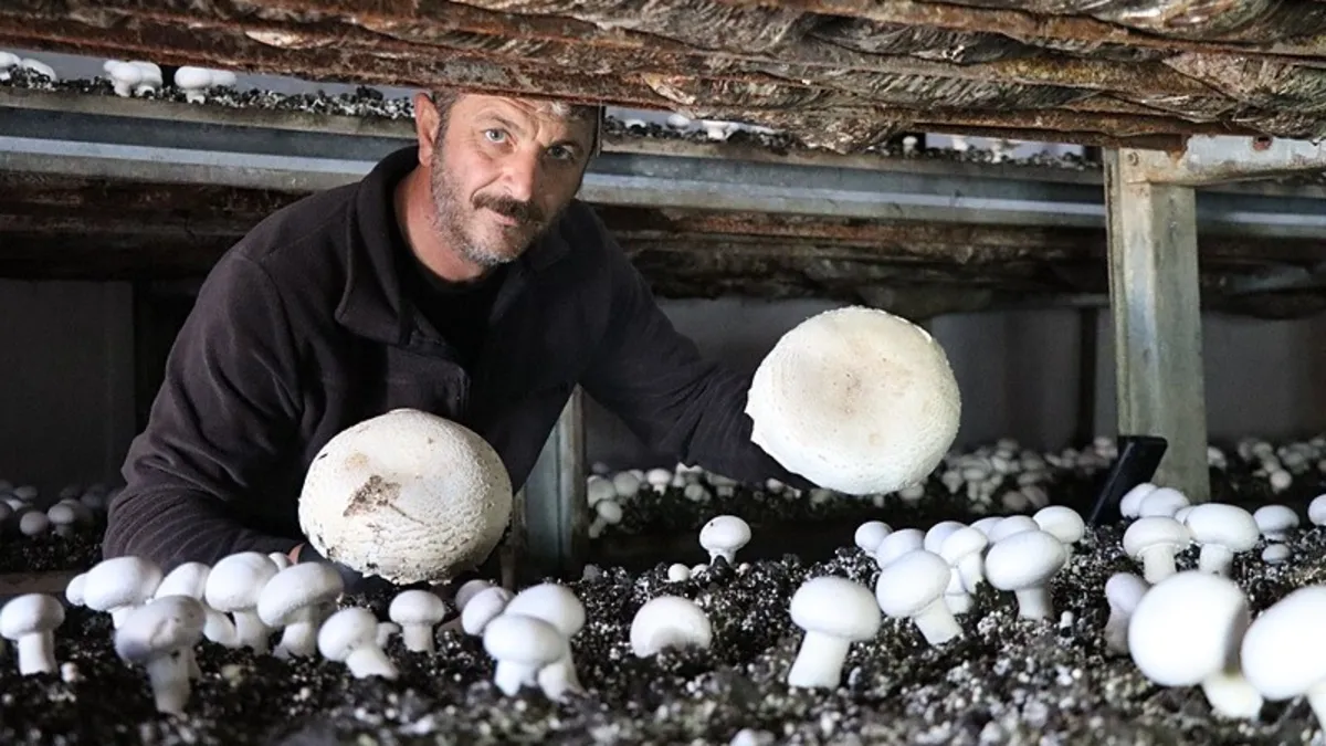 Kariyerini bıraktı mantar çiftliği kurdu Kariyerini bıraktı mantar çiftliği kurdu