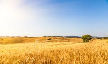 Ruyada Tarla Gormek Ne Anlama Gelir Haberleri Son Dakika Ruyada Tarla Gormek Ne Anlama Gelir