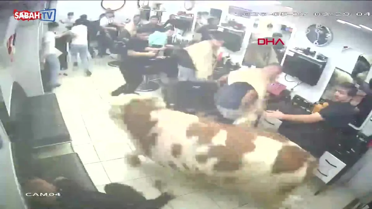 Sultanbeyli’de panikleten anlar: Kurbanlık boğa kuaför salonuna daldı! | Video videosunu izle Sultanbeyli’de panikleten anlar: Kurbanlık boğa kuaför salonuna daldı! | Video videosunu izle