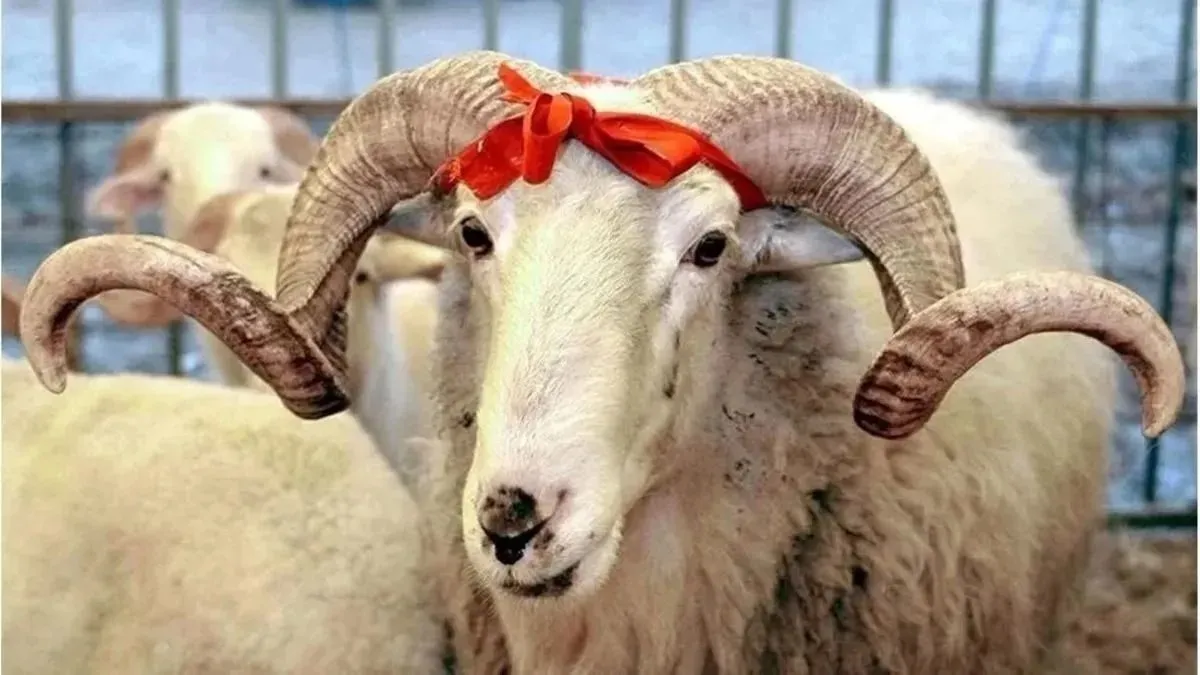 Kurban Bayramı ne zaman, ayın kaçında? Bakan Ersoy'dan açıklama! Bayram tatili kaç gün, 9 gün olacak mı?