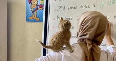 Öğrencilerin sahip çıktığı yavru kedinin yuvası okul oldu #agri