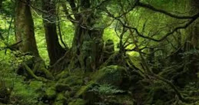 yağmur ormanları nedir?